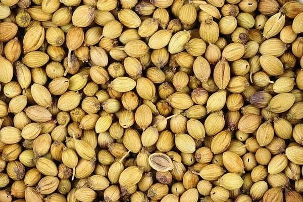 CORIANDER SEED (HỘT NGÒ)